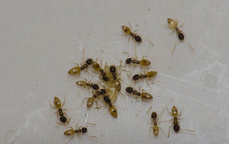 swarm of ants on the floor
